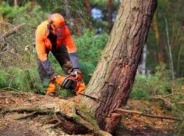 Best Arborist Consultation Services  in Tower City, PA