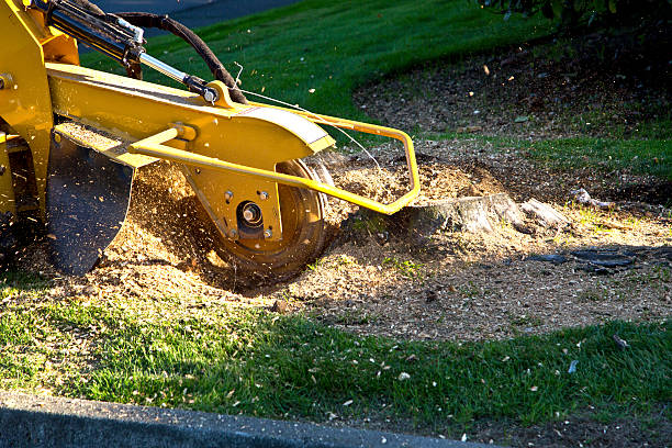 Best Leaf Removal  in Tower City, PA