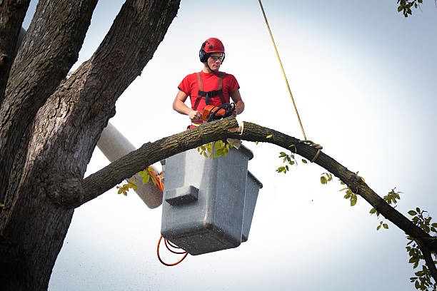 Best Palm Tree Trimming  in Tower City, PA